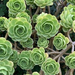 Meet your Posher, Deanne